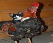 Here's a Image of a Big black cock with a pussy for all those Cock-kiss enthusiastics from www xxx black pussy image com
