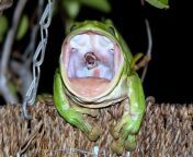 A small grass snake attempting to escape from the stomach of a green tree frog, taken by Julie-Anne O'Neill of North Queensland, Australia. According to Julie-Anne, the frog won the battle. from julie soso sexvedioking of trans